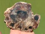 Versteend hout schijf plak dubbel gepolijst mineralen, Ophalen of Verzenden, Mineraal