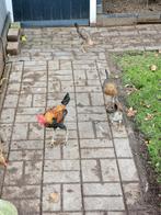 Modern engelse vechtkrielen, Meerdere dieren, Kip