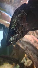 Lates niloticus, nijlbaars 38cm, Dieren en Toebehoren, Vissen | Aquariumvissen, Vis