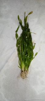 Vallisneria Asiatica, Ophalen of Verzenden, Nieuw, Plant(en), Steen of Hout