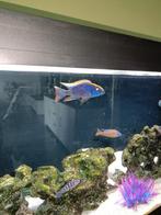 Malawi cichlides, Dieren en Toebehoren, Vissen | Aquariumvissen, Vis, Zoetwatervis