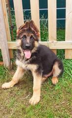 Duitse Herder pups, CDV (hondenziekte), 8 tot 15 weken, Meerdere, Meerdere dieren