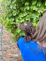 Labrador x Vizsla Er is nog 1 teefje en 1  reutje, Dieren en Toebehoren, CDV (hondenziekte), 8 tot 15 weken, Labrador retriever
