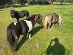 3 mooie shetlander merries te koop, Dieren en Toebehoren, Pony's, Merrie, A pony (tot 1.17m), Onbeleerd, Gechipt