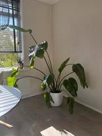 Grote Strelitzia Nicolai, Huis en Inrichting, Kamerplanten, Ophalen, Halfschaduw, 200 cm of meer