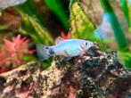 Blauwe platy’s (Xiphophorus maculatus) te koop - mix M/V, Vis, Zoetwatervis