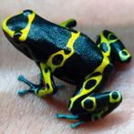 Dendrobates leucomelas, alle varianten beschikbaar, Dieren en Toebehoren, Reptielen en Amfibieën, Amfibie, 0 tot 2 jaar