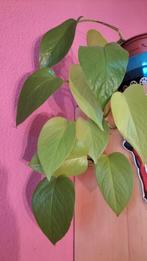 Epipremnum Neon Stek - Geworteld in Aarde!, Ophalen