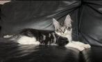 Main Coon Kittens, Meerdere dieren, Gechipt, 0 tot 2 jaar