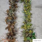 Ghillie, Verzamelen, Ophalen of Verzenden