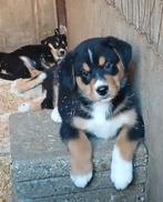 Te koop: prachtige Bernsky puppies., Nederland, 8 tot 15 weken, Groot, CDV (hondenziekte)