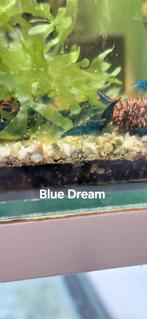 Blue Dream Neocaridina Garnalen, Dieren en Toebehoren, Kreeft, Krab of Garnaal, Zoetwatervis, Schoolvis