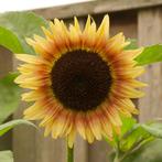 Zaden zonnebloem hoog, lichtgeel met rode ring, vertakt, Ophalen of Verzenden, Voorjaar, Volle zon, Zaad