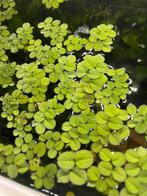 Aquarium drijfplantjes, Ophalen, Zo goed als nieuw