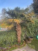 Chinese waaier Palm (tachycarpus fortunei), Tuin en Terras, Planten | Bomen, Volle zon, Ophalen, Palmboom, 100 tot 250 cm
