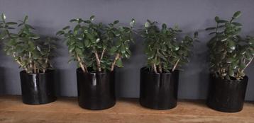 Grote BIO 50cm bio kamerplanten Crassula Ovata geldboompjes beschikbaar voor biedingen