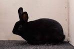 Klein Rex Otter en Zwart, Dieren en Toebehoren, Konijnen, Meerdere dieren, Klein, 0 tot 2 jaar
