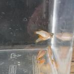 vissen te koop, Dieren en Toebehoren, Vissen | Aquariumvissen, Vis, Zoetwatervis, Schoolvis