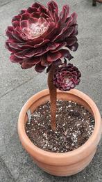 Aeonium Scarlet Ink, Huis en Inrichting, Vetplant, Ophalen of Verzenden, Minder dan 100 cm, Volle zon