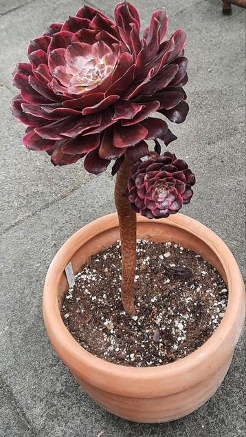 Aeonium Scarlet Ink beschikbaar voor biedingen