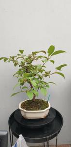 viburnum bodnantense bonsai, In pot, Halfschaduw, Minder dan 100 cm, Zomer