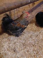 Jonge haantjes gratis, Dieren en Toebehoren, Pluimvee, Mannelijk, Kip