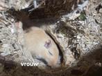 Gerbils, Dieren en Toebehoren