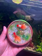 3D goudvissen in aziatische schaal, Dieren en Toebehoren, Vissen | Aquariumvissen, Vis