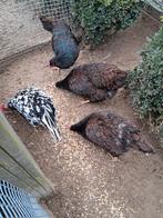 1 Dubbelgezoomde barnevelder te koop, Vrouwelijk, Kip