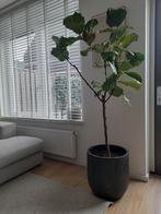 Ficus Lyrata op stam incl. Pot 180cm , Huis en Inrichting, Ficus, 150 tot 200 cm, Ophalen of Verzenden, Halfschaduw