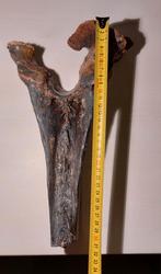 Groot processus spinosus, fossiel wervel wolharige mammoet, Verzamelen, Ophalen of Verzenden, Fossiel