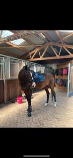 Equestrian stockholm dekje, Dieren en Toebehoren, Ophalen of Verzenden, Zo goed als nieuw, Dekje