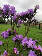 Tekoop aangeboden Azalea Impeditum (paars), Tuin en Terras, Halfschaduw, Vaste plant, Lente, Overige soorten