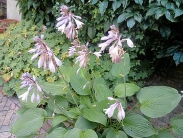 Grote bloeiende hosta beschikbaar voor biedingen