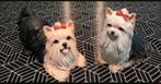 2 beeldtjes  9cm + 7cm Yorkshire Terrier, Ophalen, Zo goed als nieuw, Beeldje of Figuurtje