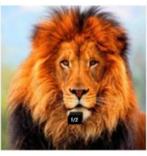 diamond painting full., Ophalen of Verzenden, Nieuw, Knutselwerk