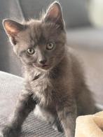 Kitten grijs, kenmerken van een blauwe rus, zonder stamboom, Dieren en Toebehoren, Katten en Kittens | Raskatten | Korthaar, Poes
