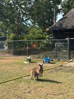 Mooie wallabies, mannetjes en vrouwtjes, Dieren en Toebehoren, Overige Dieren, Meerdere dieren, Na 1 juli 2024