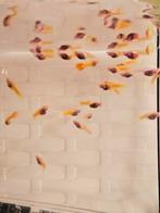 Albino Glass Belly guppen, Dieren en Toebehoren, Vissen | Aquariumvissen, Vis, Zoetwatervis