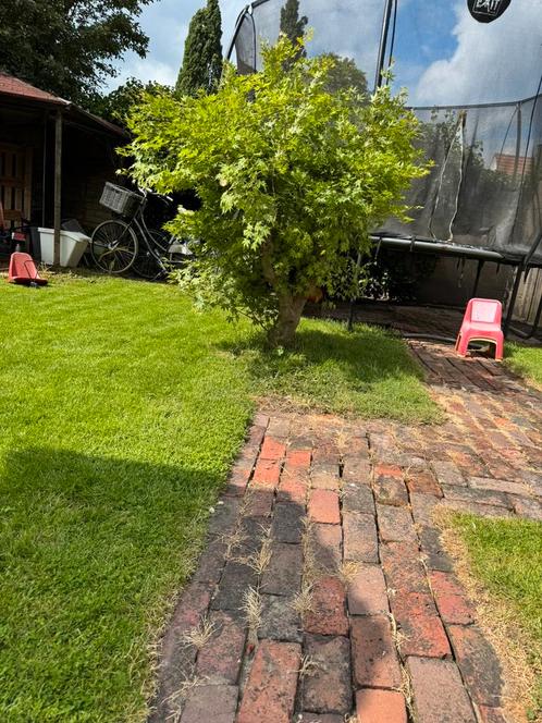 Bonsai Acer Palmatum – Japanse Esdoorn (in volle grond), Tuin en Terras, Planten | Bomen, Overige soorten, 100 tot 250 cm, Ophalen