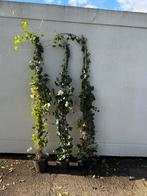 Hedera super planten lossen uw doorkijk  problemen 1 keer op, Tuin en Terras, Ophalen, Vaste plant, Bloeit niet, Halfschaduw