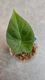 Alocasia Regal Shield, Ophalen of Verzenden, Halfschaduw, Minder dan 100 cm