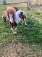 Vosbont hengstje, Dieren en Toebehoren, Pony's, Niet van toepassing, Hengst, A pony (tot 1.17m), 7 tot 10 jaar