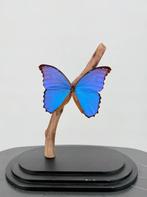 Opgezette Blauwe Morpho in Stolp - Wildernis Atelier, Ophalen of Verzenden, Nieuw, Opgezet dier