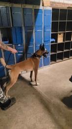 Mechelse herder, Rabiës (hondsdolheid), Reu, 1 tot 2 jaar, Eén hond