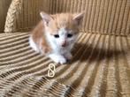 Jonge kittens, Dieren en Toebehoren, Katten en Kittens | Raskatten | Korthaar, Meerdere dieren, Ontwormd, 0 tot 2 jaar