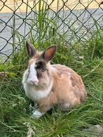 Liefdevol huisje gezocht voor konijn, Dieren en Toebehoren, Mannelijk