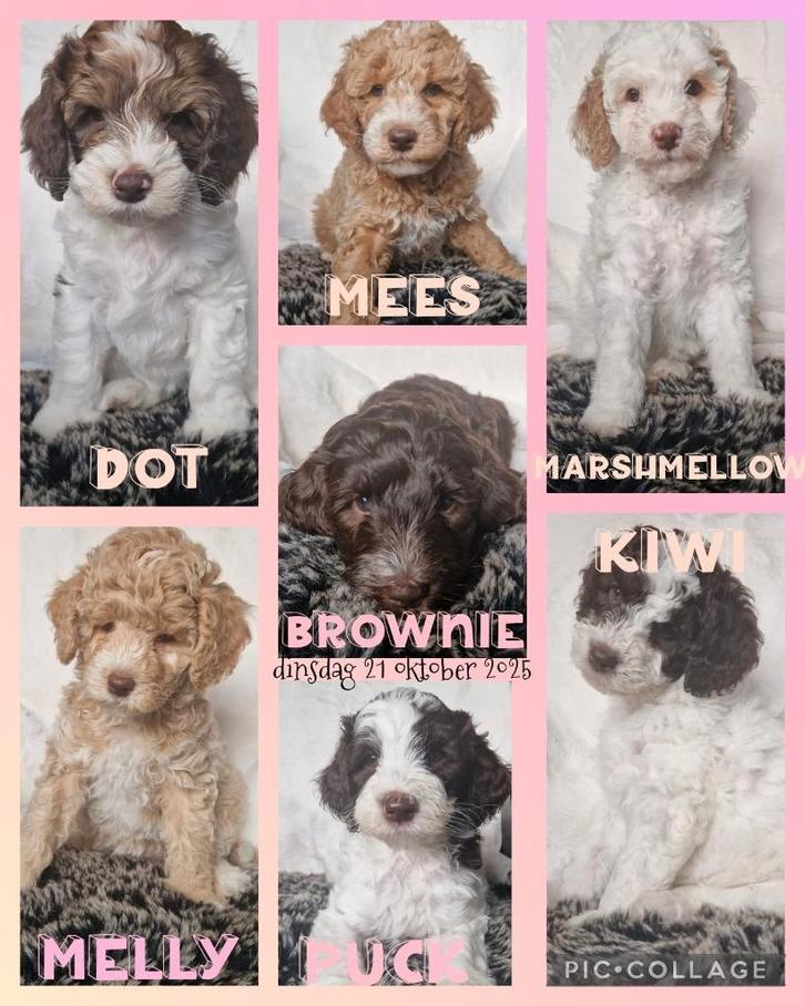 Australian labradoodle alf3 pups, Dieren en Toebehoren, Honden | Retrievers, Spaniëls en Waterhonden, Meerdere dieren, Overige rassen