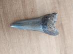 Te koop 5 centimeter grote haaientand fossiele, Ophalen of Verzenden, Fossiel