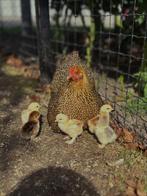 Broedeieren wyandotte kriel, Geslacht onbekend, Kip